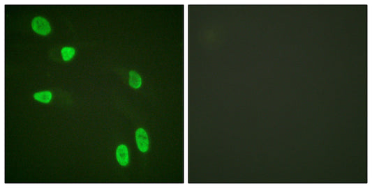 Histone H4 Rabbit Polyclonal Antibody