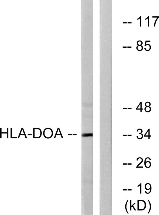 HLA-DOα Rabbit Polyclonal Antibody