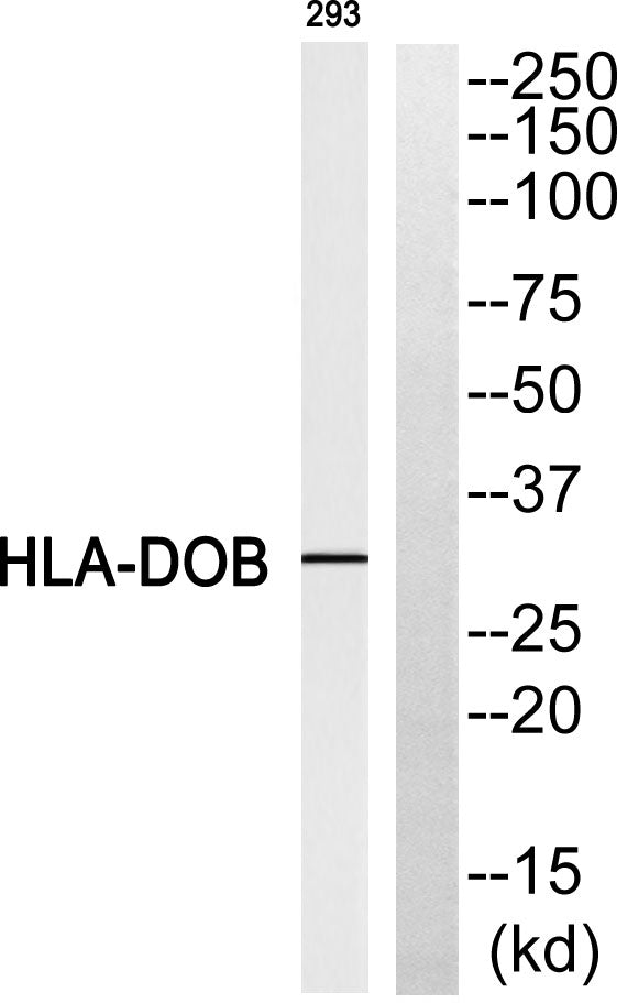 HLA-DOβ Rabbit Polyclonal Antibody