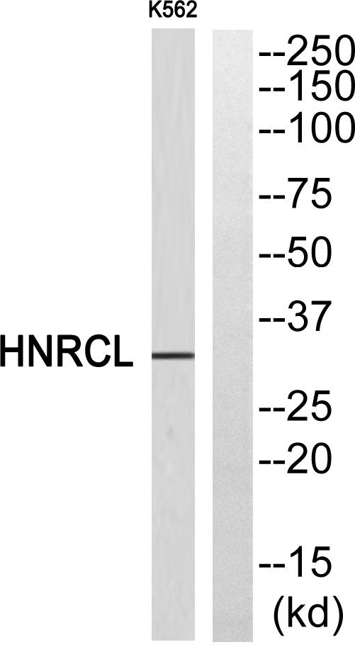 hnRNP CL1 Rabbit Polyclonal Antibody