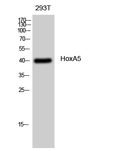 HoxA5 Rabbit Polyclonal Antibody