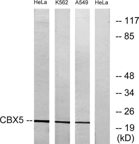 HP1α Rabbit Polyclonal Antibody
