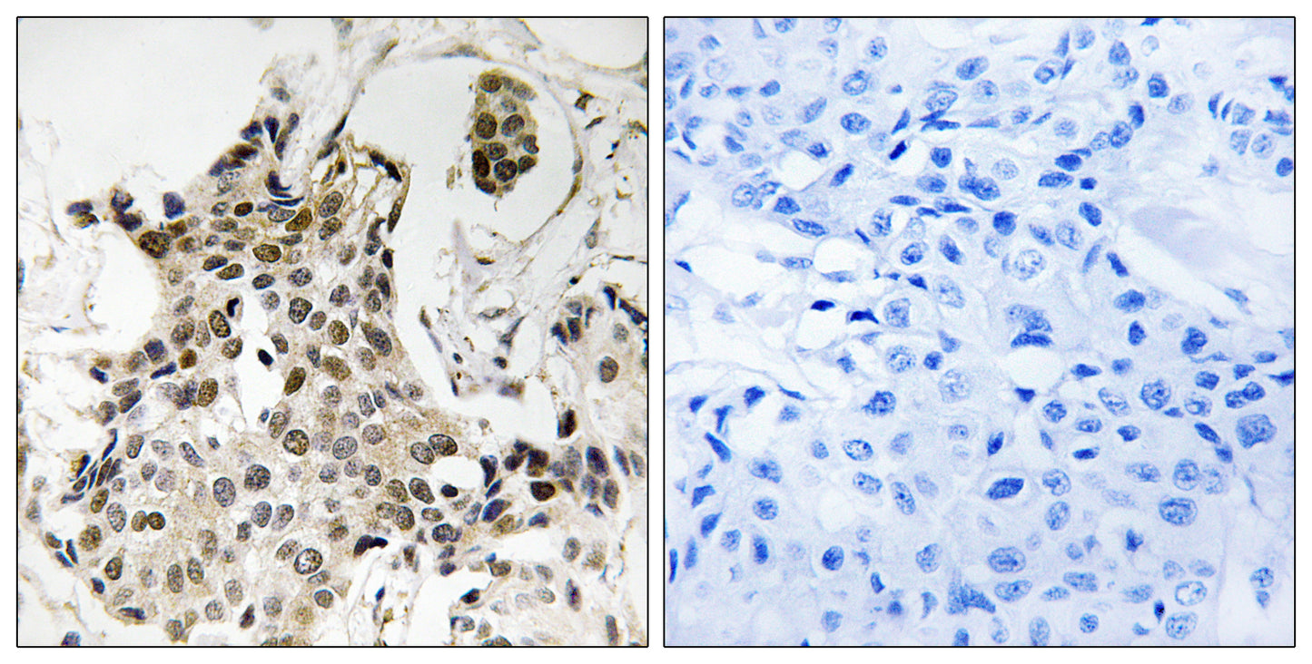HP1γ Rabbit Polyclonal Antibody