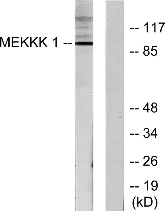 HPK1 Rabbit Polyclonal Antibody