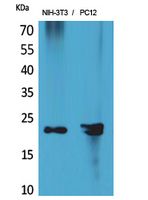 HRP-3 Rabbit Polyclonal Antibody