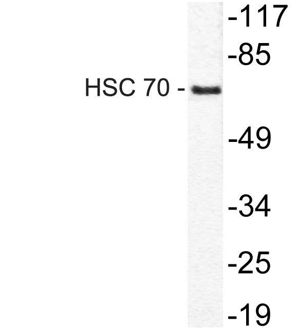 HSC 70 Rabbit Polyclonal Antibody