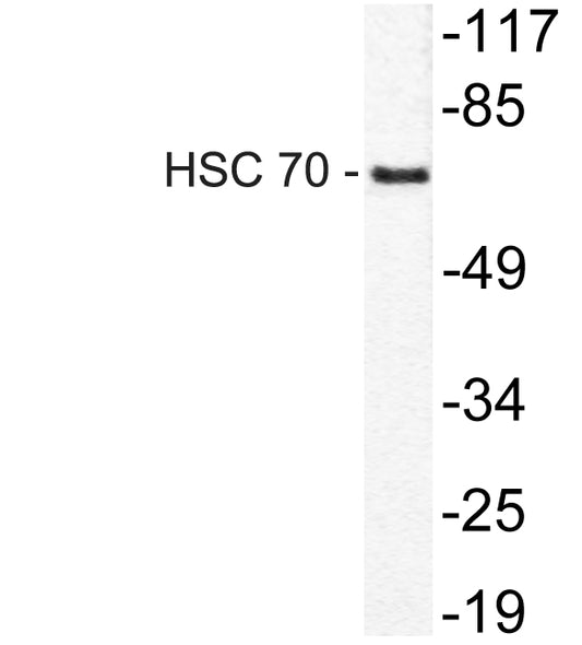 HSC 70 Rabbit Polyclonal Antibody