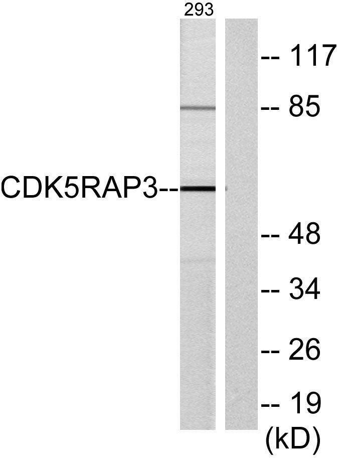 HSF-27 Rabbit Polyclonal Antibody
