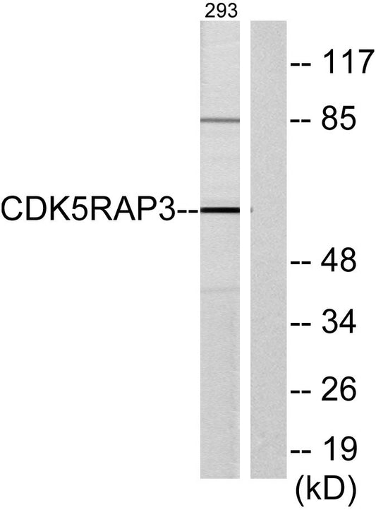 HSF-27 Rabbit Polyclonal Antibody