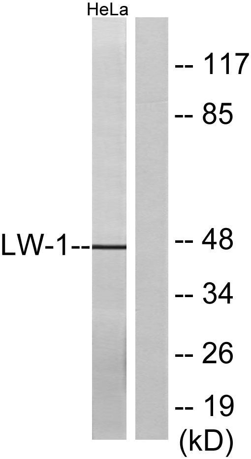 HSFX1 Rabbit Polyclonal Antibody