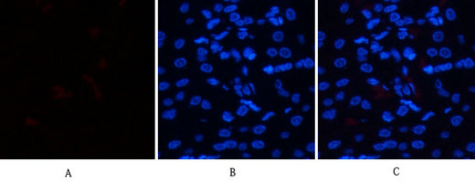 HSP70 Rabbit Polyclonal Antibody