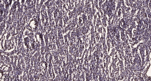HUWE1 Rabbit Polyclonal Antibody