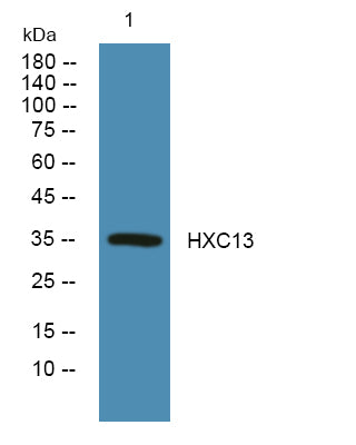 HXC13 Rabbit Polyclonal Antibody