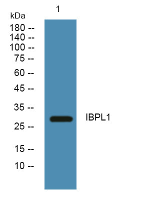 IBPL1 Rabbit Polyclonal Antibody