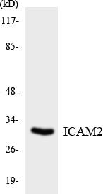 ICAM-2 Rabbit Polyclonal Antibody