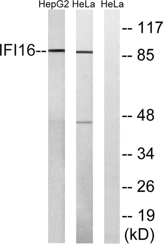 IFI-16 Rabbit Polyclonal Antibody
