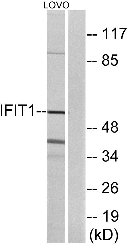 IFI-56K Rabbit Polyclonal Antibody