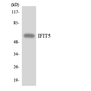 IFIT-5 Rabbit Polyclonal Antibody
