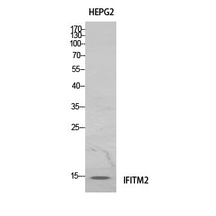 IFITM2 Rabbit Polyclonal Antibody