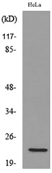 IFN-ω Rabbit Polyclonal Antibody