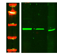 IFRD2 Rabbit Polyclonal Antibody