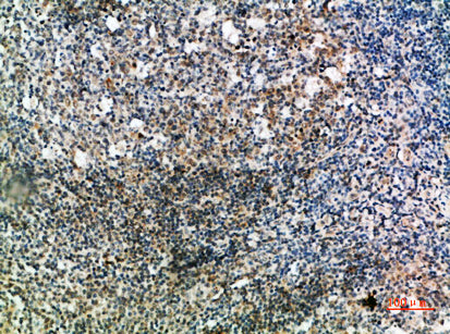 IgD Rabbit Polyclonal Antibody