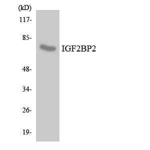 IGF2-BP2 Rabbit Polyclonal Antibody