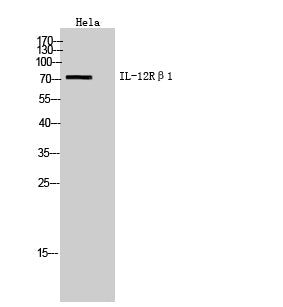IL-12Rβ1 Rabbit Polyclonal Antibody