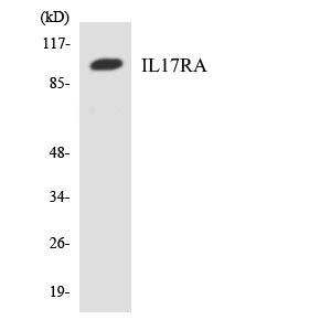 IL-17Rα Rabbit Polyclonal Antibody