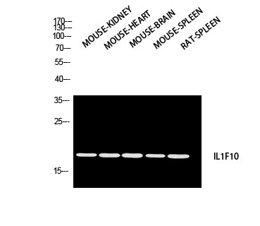 IL-1F10 Rabbit Polyclonal Antibody