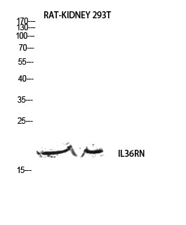 IL-1F5 Rabbit Polyclonal Antibody
