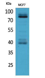 IL-1RI Rabbit Polyclonal Antibody