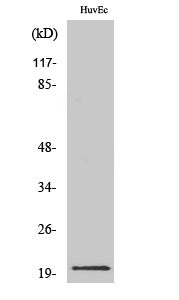 IL-21 Rabbit Polyclonal Antibody