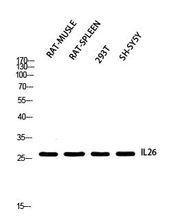 IL-26 Rabbit Polyclonal Antibody