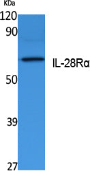 IL-28Rα Rabbit Polyclonal Antibody