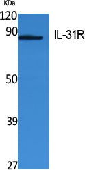IL-31Rα Rabbit Polyclonal Antibody
