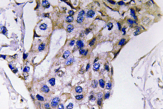 IL-5 Rabbit Polyclonal Antibody