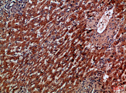 IL-8RA Rabbit Polyclonal Antibody