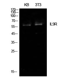 IL-9R Rabbit Polyclonal Antibody