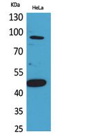 Inhibin β-B Rabbit Polyclonal Antibody