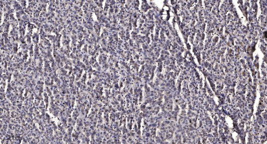 INPP5J Rabbit Polyclonal Antibody