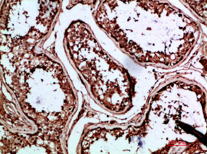 INSL3 Rabbit Polyclonal Antibody