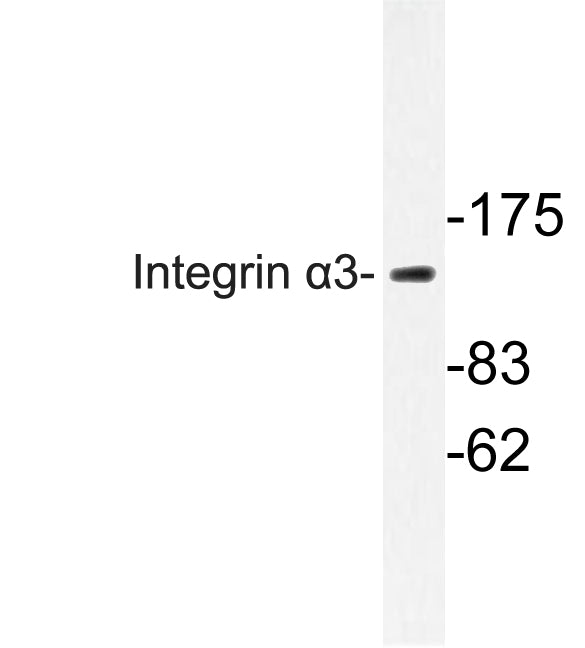 Integrin α3 Rabbit Polyclonal Antibody