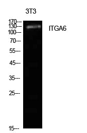Integrin α6 Rabbit Polyclonal Antibody