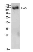 Integrin αL Rabbit Polyclonal Antibody