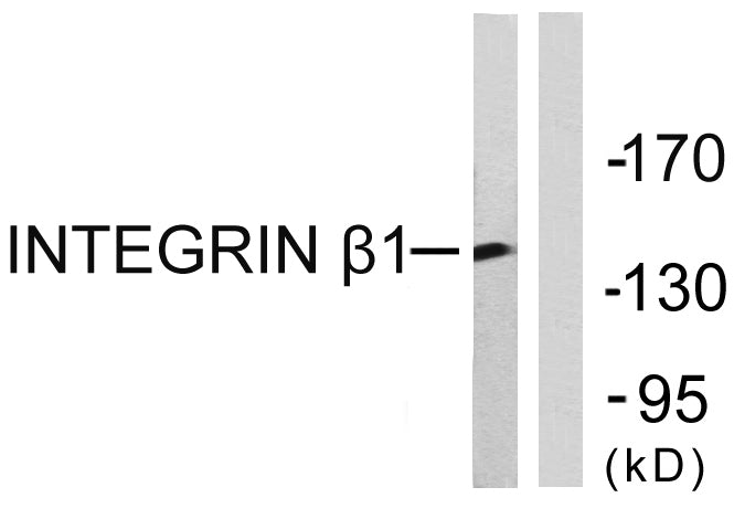 Integrin β1 Rabbit Polyclonal Antibody