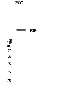 IP3R-I Rabbit Polyclonal Antibody