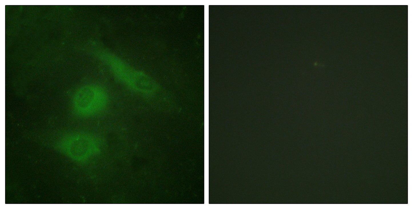 IRF-3 Rabbit Polyclonal Antibody
