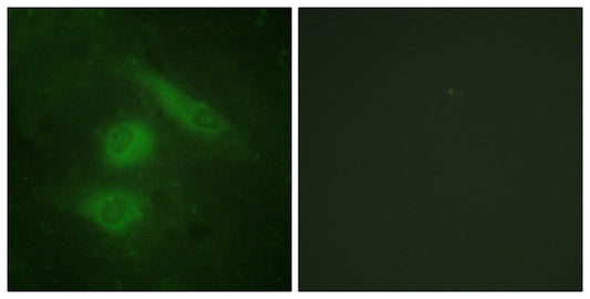 IRF-3 Rabbit Polyclonal Antibody