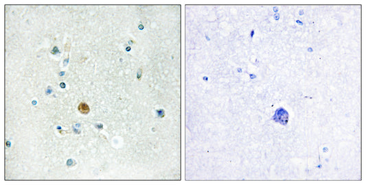 IRF-3 Rabbit Polyclonal Antibody